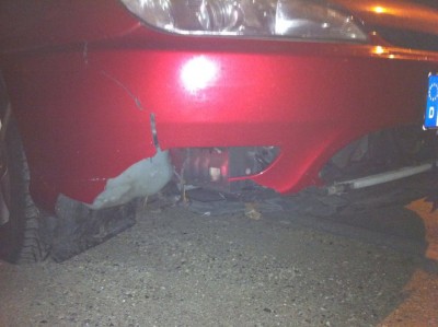 hase.jpg (64.67 KiB) 1090 mal betrachtet hase.jpg